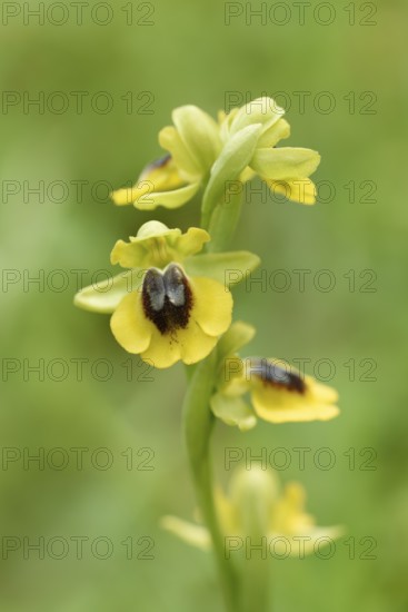 Yellow Ophrys (Ophrys lutea), flowering, Algarve, Portugal