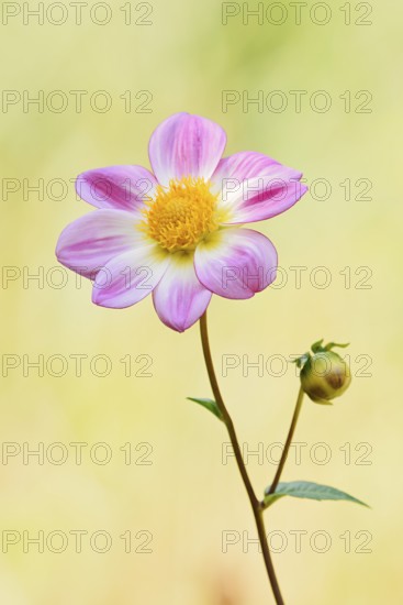 Dahlia (Dahlia Hybride), flower, North Rhine-Westphalia, Germany