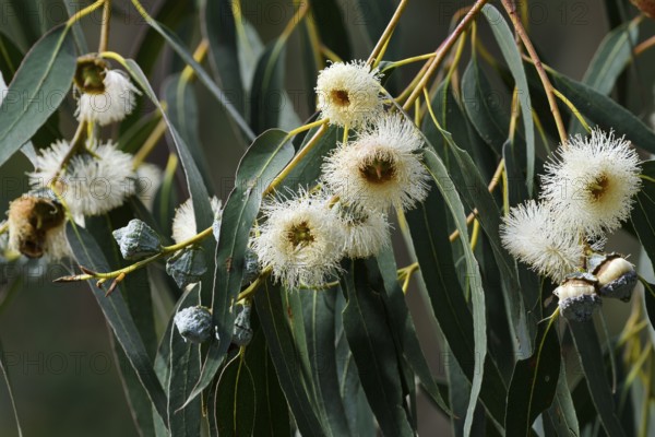 Tasmanian blue gum or common fever tree (Eucalyptus globulus), flowers and leaves, Algarve, Portugal, native to Australia