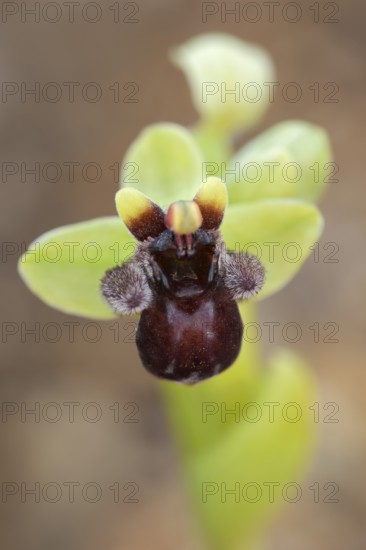 Drone ragwort or brake ragwort (Ophrys bombyliflora), flower, Algarve, Portugal