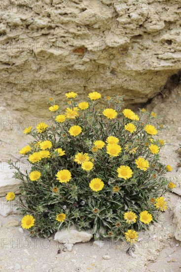 Coastal beach star (Pallenis maritima, Asteriscus maritimus), flowering, Algarve, Portugal