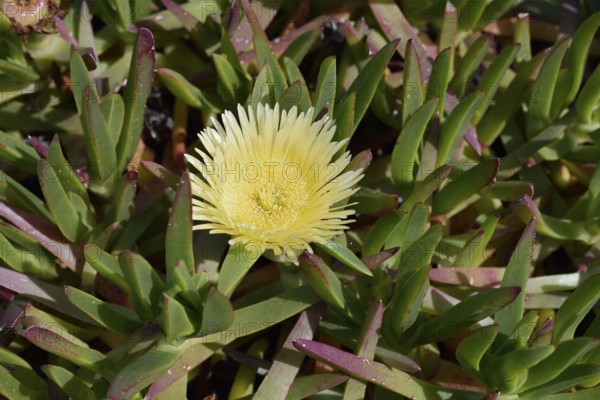Yellow noon flower or edible noon flower (Carpobrotus edulis), flowering, Algarve Portugal