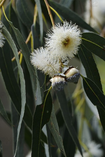 Tasmanian blue gum or common fever tree (Eucalyptus globulus), flowers and leaves, Algarve, Portugal, native to Australia