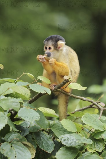 Black-capped squirrel monkey or black-capped squirrel monkey (Saimiri boliviensis), juvenile, captive, occurring in South America