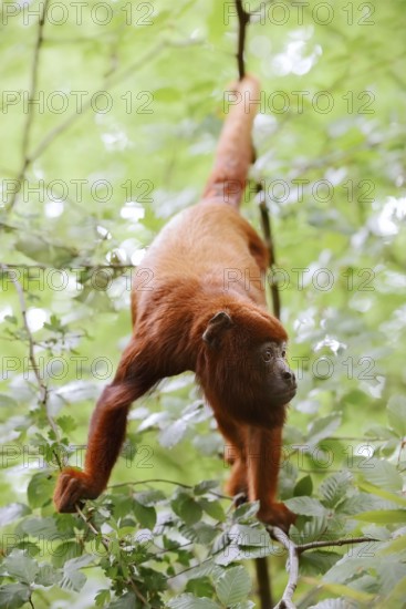 Venezuelan red howler (Alouatta seniculus) climbs in branches, captive, occurring in South America