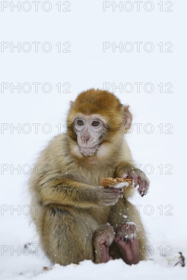 Barbary macaque or magot (Macaca sylvanus), young animal sitting in the snow and eating, winter, Azrou, Morocco