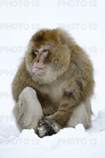 Barbary macaque or magot (Macaca sylvanus), male sitting in the snow and sticking out his tongue, winter, Azrou, Morocco