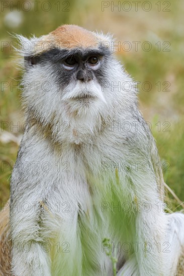 Western hussar monkey (Erythrocebus patas patas), captive, occurring in Africa