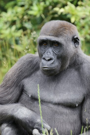 Western lowland gorilla (Gorilla gorilla gorilla), juvenile, captive, native to Africa