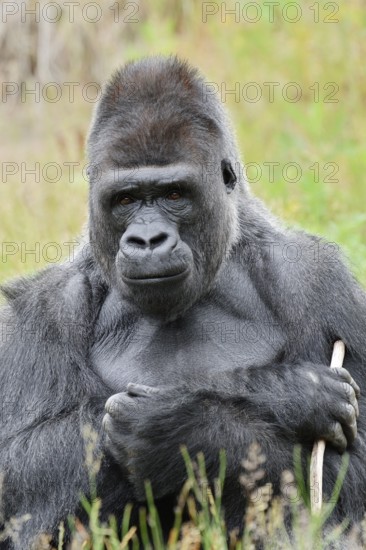Western lowland gorilla (Gorilla gorilla gorilla), male, silverback, captive, native to Africa