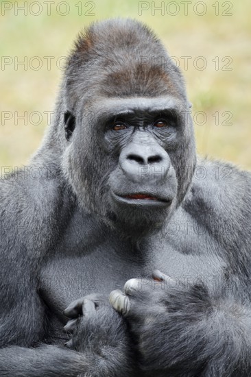 Western lowland gorilla (Gorilla gorilla gorilla), male, silverback, portrait, captive, native to Africa