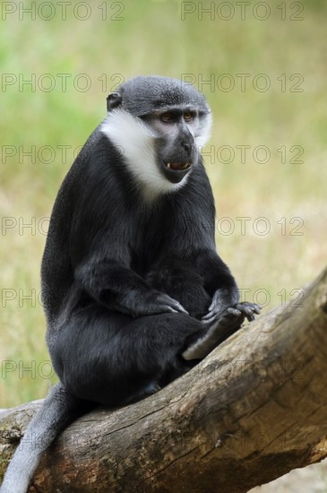 L'Hoest's monkey (Allochrocebus lhoesti, Cercopithecus lhoesti), captive, native to Africa