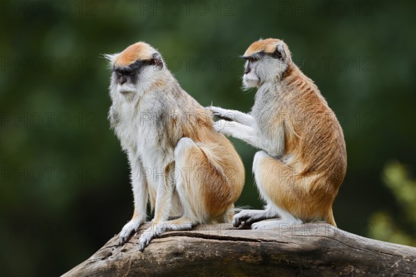 Western hussar monkey (Erythrocebus patas patas), male and female grooming each other, captive, occurring in Africa