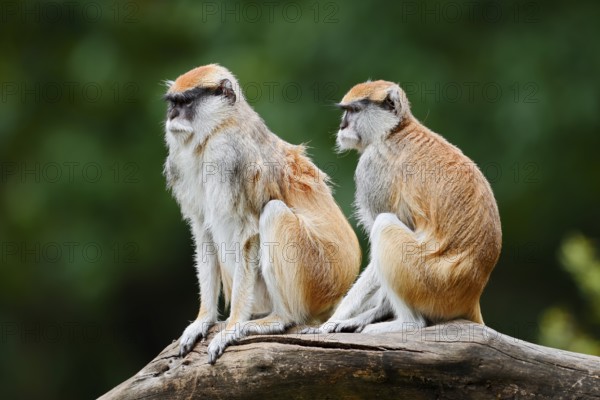 Western hussar monkey (Erythrocebus patas patas), male and female, captive, occurring in Africa