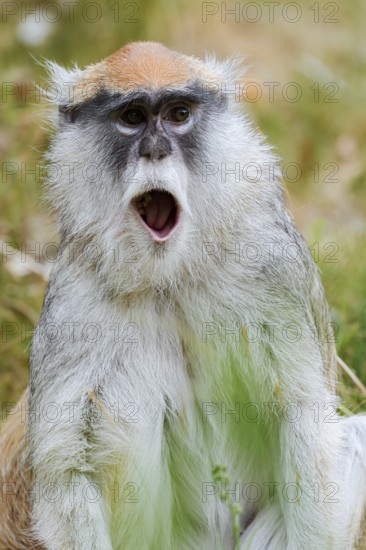 Western hussar monkey (Erythrocebus patas patas), yawning, captive, occurring in Africa