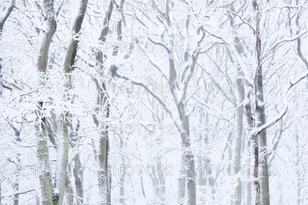 Snowy deciduous trees in winter, North Rhine-Westphalia, Germany