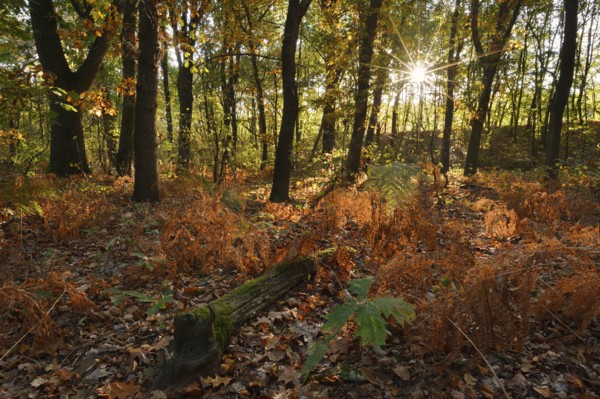 Fern in a deciduous forest at sunrise in autumn, North Rhine-Westphalia, Germany