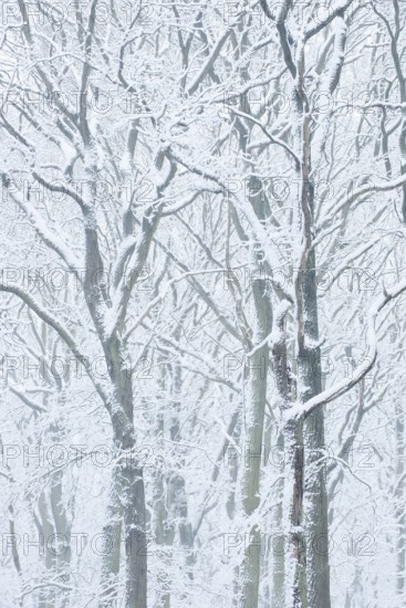 Snowy deciduous trees in winter, North Rhine-Westphalia, Germany