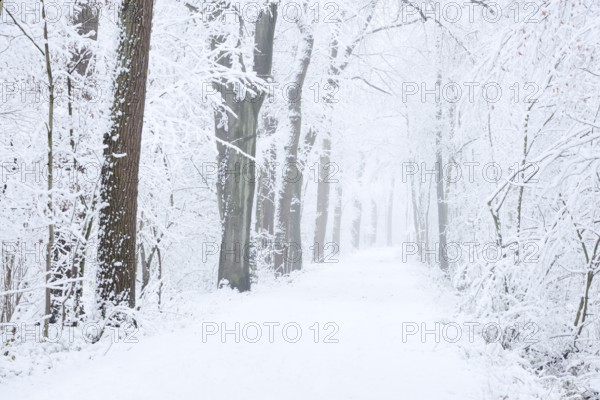 Snowy deciduous trees and forest trail in winter, North Rhine-Westphalia, Germany