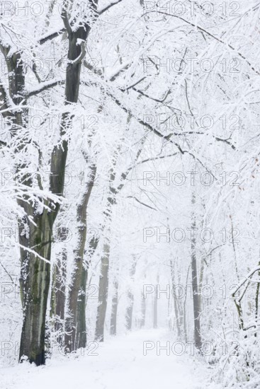 Snowy deciduous trees and forest trail in winter, North Rhine-Westphalia, Germany