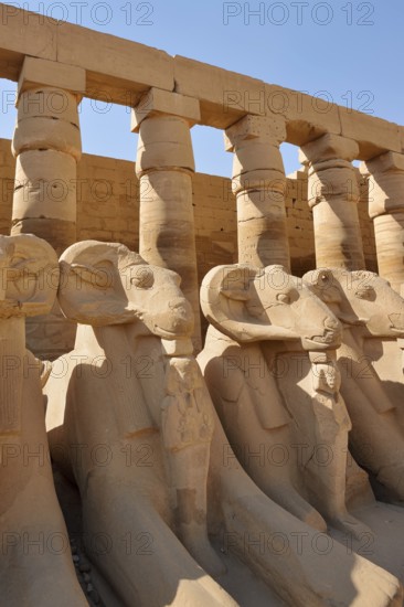 Aries sphinxes in front of the colonnades, Karnak Temple, Luxor, Egypt
