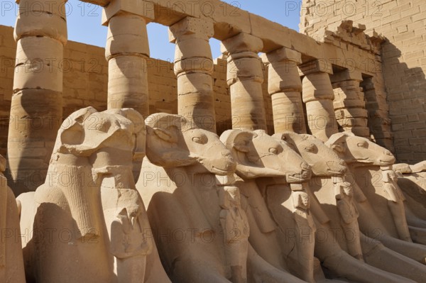 Aries sphinxes in front of the colonnades, Karnak Temple, Luxor, Egypt