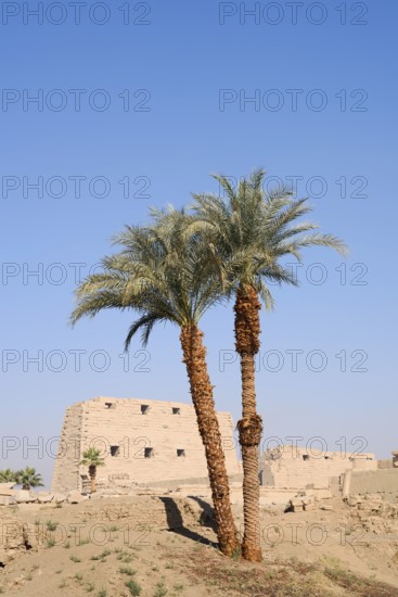 Real date palms (Phoenix dactylifera), Karnak Temple, Luxor, Egypt