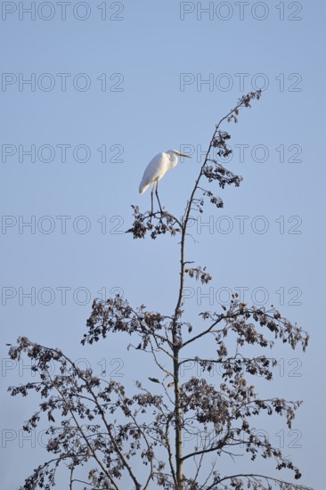 Great White Egret (Ardea alba) standing on a black alder (Alnus glutinosa) in winter, North Rhine-Westphalia, Germany