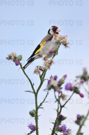 Goldfinch (Carduelis carduelis) sitting on thistle (Carduus acanthoides) in summer, North Rhine-Westphalia, Germany