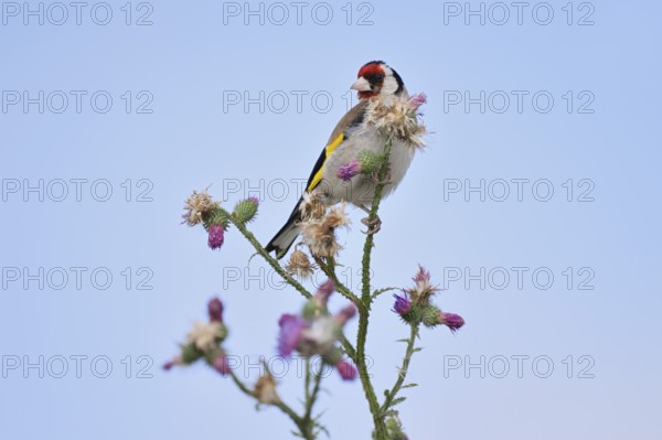 Goldfinch (Carduelis carduelis) sitting on thistle (Carduus acanthoides) in summer, North Rhine-Westphalia, Germany