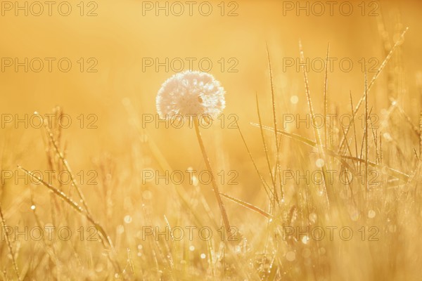 Common dandelion (Taraxacum officinale), fruit stand backlit at sunrise, North Rhine-Westphalia, Germany