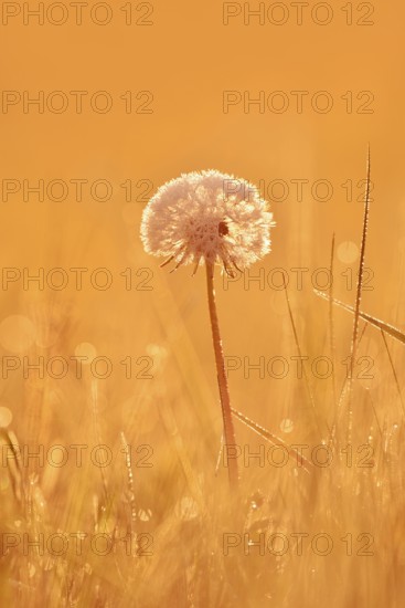Common dandelion (Taraxacum officinale), fruit stand backlit at sunrise, North Rhine-Westphalia, Germany