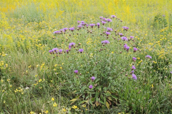 Meadow knapweed (Centaurea jacea), flowering, North Rhine-Westphalia, Germany