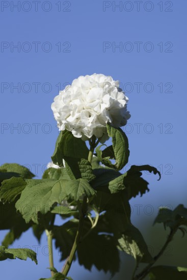 Real snowball or double snowball 'Roseum' (Viburnum opulus), flower, North Rhine-Westphalia, Germany