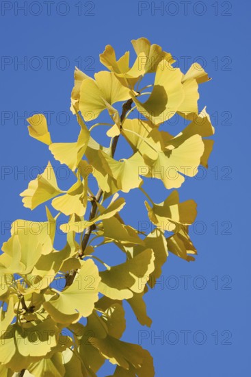 Ginkgo or ginkgo (ginkgo biloba), leaves on a branch in autumn, North Rhine-Westphalia, Germany