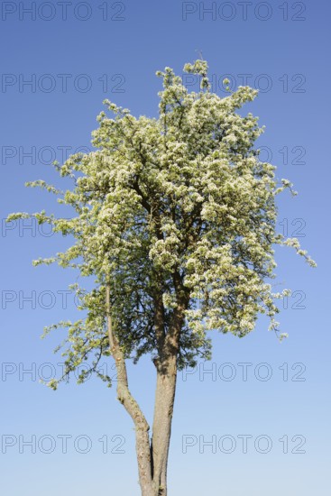 Flowering pear tree (Pyrus communis) in spring, North Rhine-Westphalia, Germany