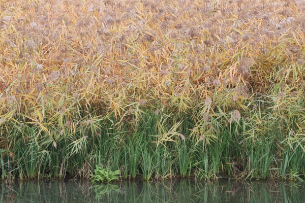 Reed (Phragmites australis, Phragmites communis) in autumn, North Rhine-Westphalia, Germany