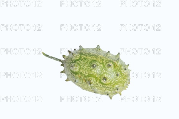 Horned cucumber, kiwano or horned melon (Cucumis metuliferus), fruit on a white background, native to Africa