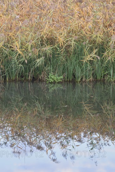 Reed (Phragmites australis, Phragmites communis) at a pond in autumn, North Rhine-Westphalia, Germany