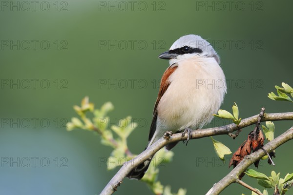 Red-backed shrike (Lanius collurio), male, North Rhine-Westphalia, Germany