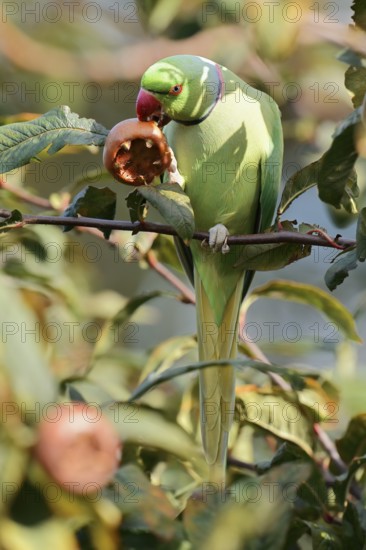 Indian Ringnecked Parakeet or Lesser Alexander's Parakeet (Psittacula krameri manillensis), male eats a medlar fruit (Mespilus germanica), South Holland, Netherlands, neozoon in Europe, native to Asia