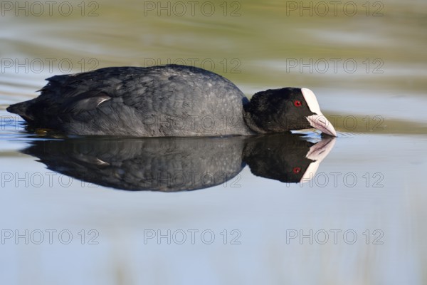 Eurasian Coot or coot rail (Fulica atra) swimming with mirror image, North Rhine-Westphalia, Germany