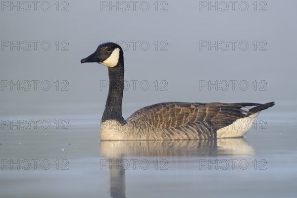 Canada goose (Branta canadensis), swimming, North Rhine-Westphalia, Germany