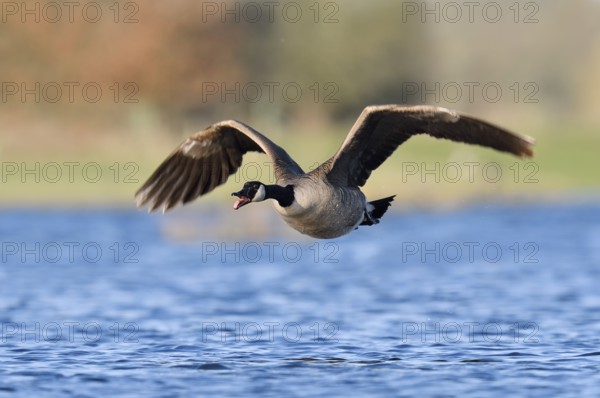 Canada goose (Branta canadensis), flying calling over a lake, North Rhine-Westphalia, Germany