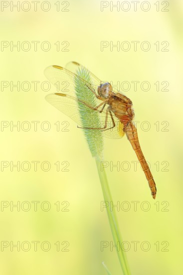 Scarlet Dragonfly (Crocothemis erythraea), freshly hatched male, North Rhine-Westphalia, Germany