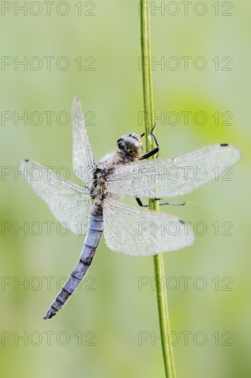 Black-tailed Skimmer (Orthetrum cancellatum), male with dewdrops, North Rhine-Westphalia, Germany