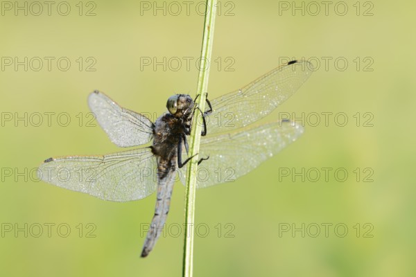 Black-tailed Skimmer (Orthetrum cancellatum), male with dewdrops, North Rhine-Westphalia, Germany