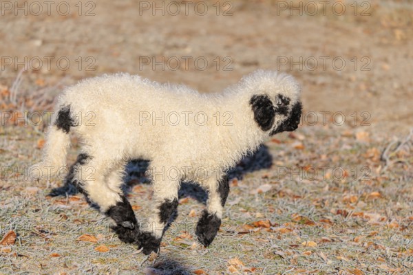 A Valais Blacknose lamb (Avis Aries) runs across a frost-covered pasture in early morning light. switzerland