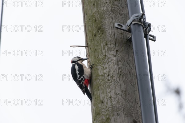 Great spotted woodpecker (Dendrocopos major) pecking on a utility pole in the city. Stuttgart, Baden-Wuerttemberg, Germany