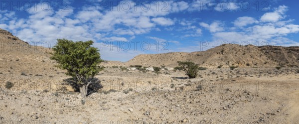Frankincense trees (Burseraceae) in a barren landscape, Oman